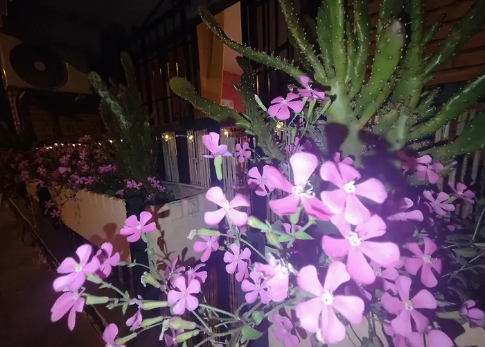 Casa Violeta